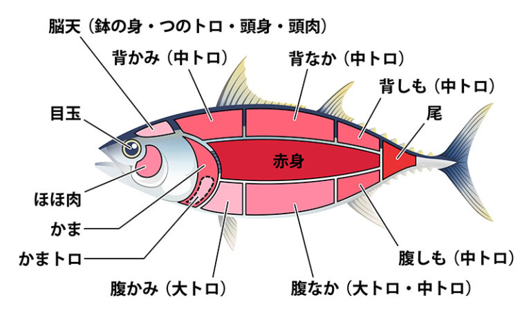 【マグロの種類6選】それぞれの特徴・旬・価格を徹底解説｜完全貸切マグロ解体ショー｜東京都内9会場・出張も可能！｜パティア