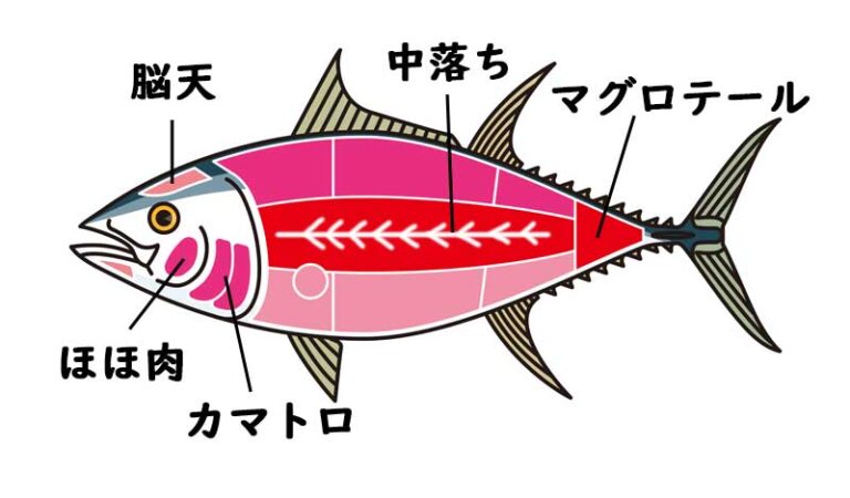 【マグロの種類6選】それぞれの特徴・旬・価格を徹底解説｜完全貸切マグロ解体ショー｜東京都内9会場・出張も可能！｜パティア