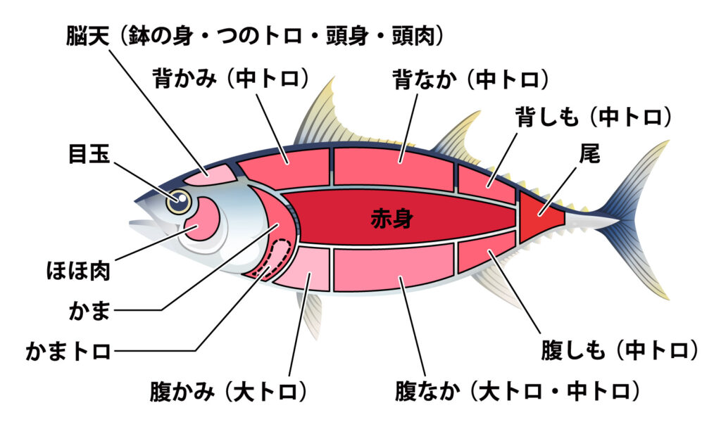 マグロの部位名